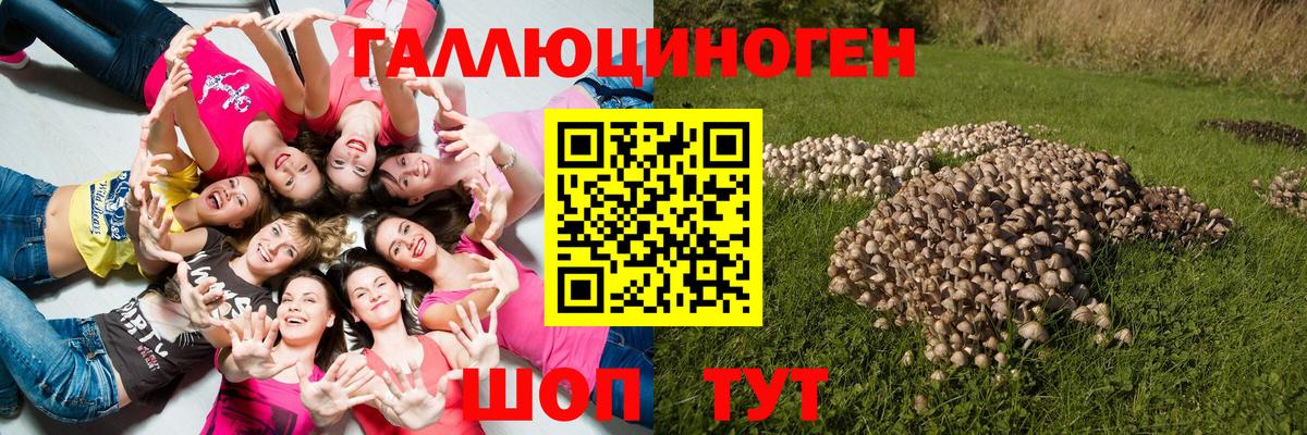 Псилоцибиновые грибы GOLDEN TEACHER Кызыл
